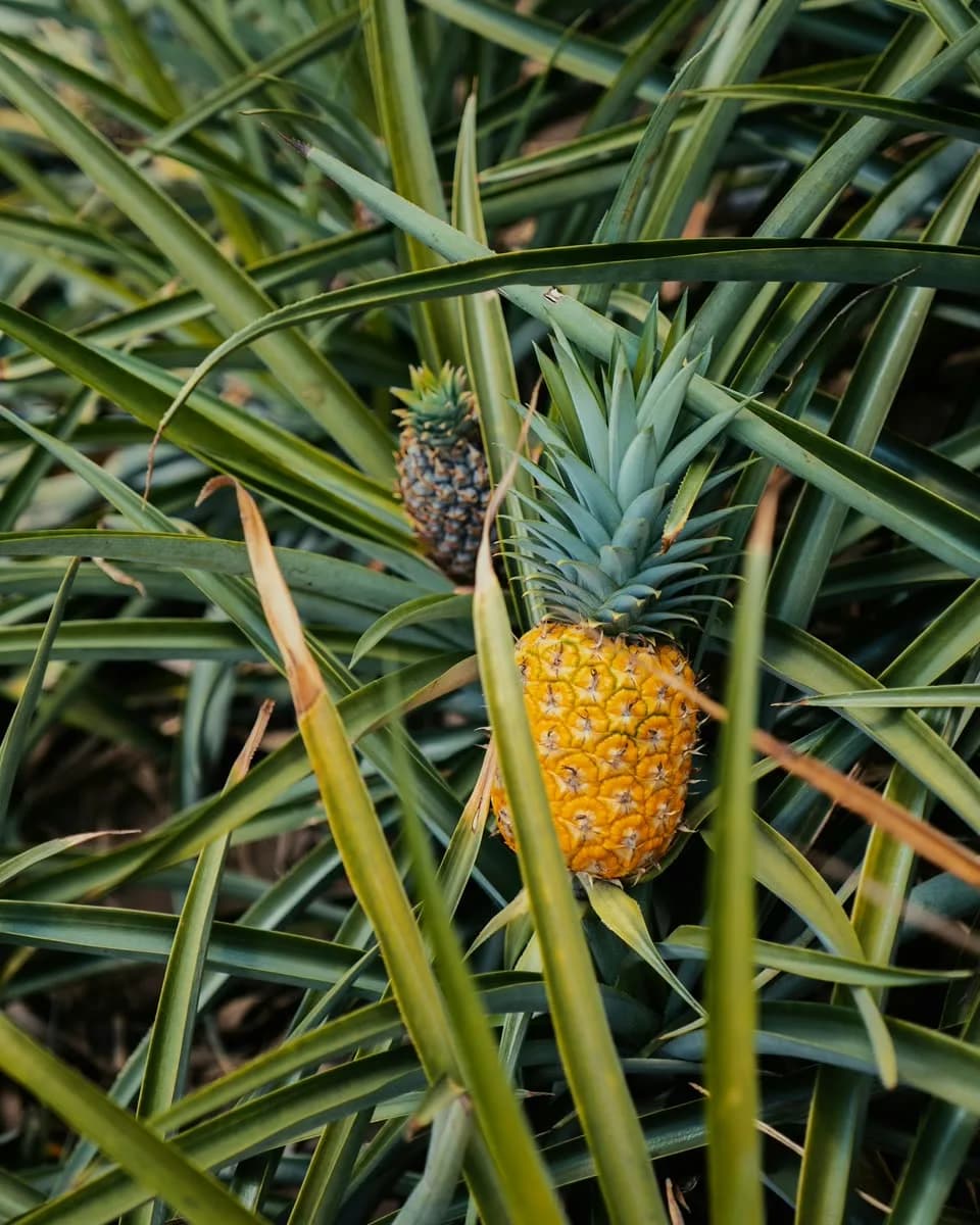 Pineapple