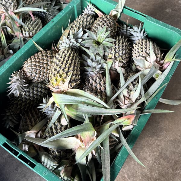 Pineapple, photograph 4