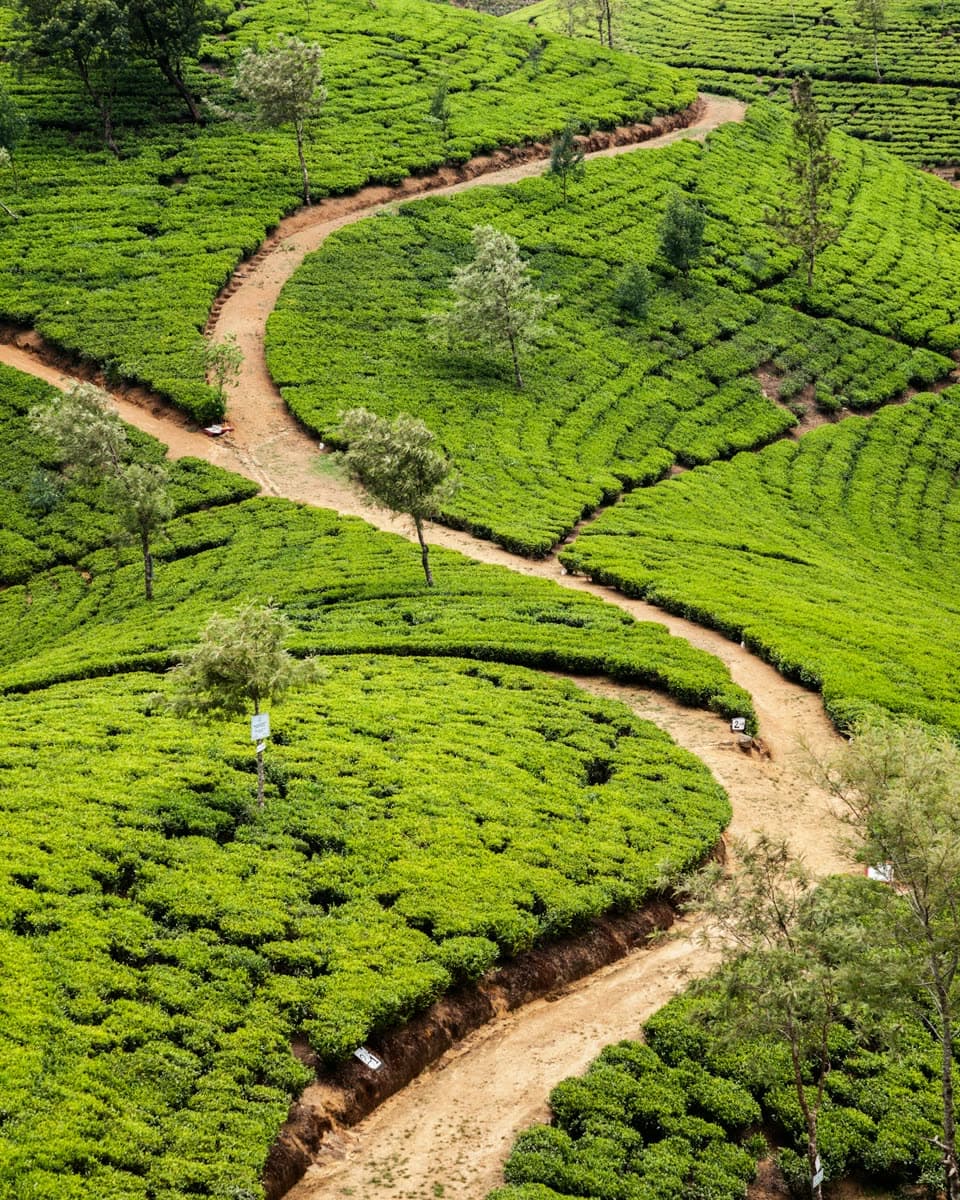 Sri Lankan farmer inspecting freshly harvested produce